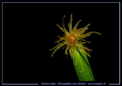An Anemone in the famous "Etang de Thau" in France by Michel Lonfat 